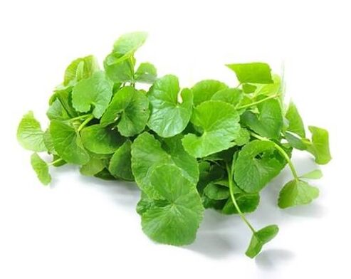 Weiprost obsahuje gotu kola (Centella asiatica)